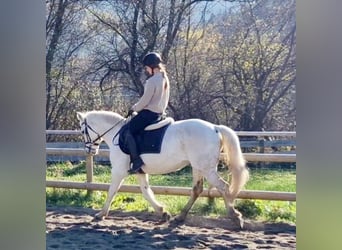 Connemara, Giumenta, 7 Anni, 145 cm, Grigio