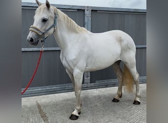 Connemara, Giumenta, 7 Anni, 145 cm, Grigio