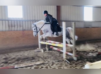 Connemara, Giumenta, 7 Anni, 145 cm, Leardo