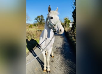 Connemara, Giumenta, 7 Anni, 145 cm, Leardo