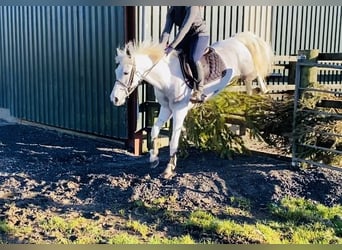 Connemara, Giumenta, 7 Anni, 145 cm, Leardo