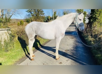 Connemara, Giumenta, 7 Anni, 145 cm, Leardo