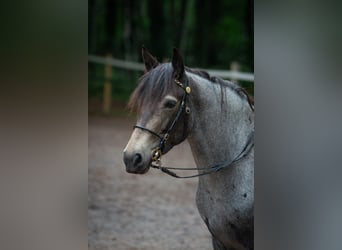 Connemara, Giumenta, 7 Anni, 145 cm, Pelle di daino