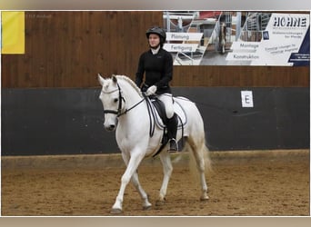 Connemara, Giumenta, 7 Anni, 146 cm, Grigio