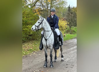 Connemara, Giumenta, 7 Anni, 146 cm, Grigio