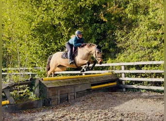 Connemara, Giumenta, 7 Anni, 147 cm, Falbo