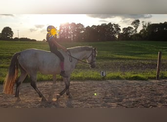 Connemara, Giumenta, 7 Anni, 148 cm, Grigio