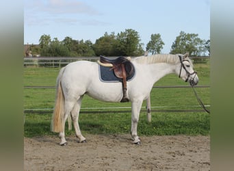 Connemara, Giumenta, 7 Anni, 148 cm, Grigio