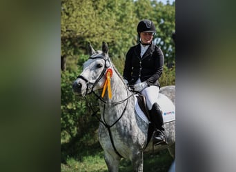 Connemara, Giumenta, 7 Anni, 148 cm, Grigio pezzato