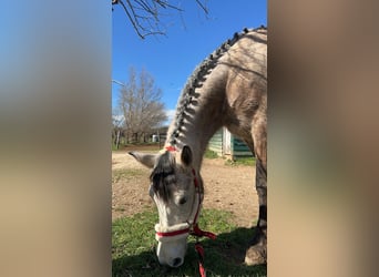 Connemara, Giumenta, 7 Anni, 150 cm, Roano blu