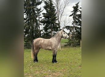 Connemara, Giumenta, 7 Anni, 150 cm, Roano blu