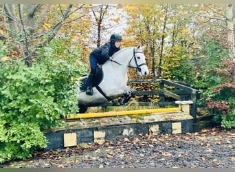 Connemara, Giumenta, 7 Anni, 155 cm, Grigio