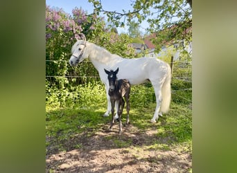 Connemara, Giumenta, 7 Anni, Grigio pezzato