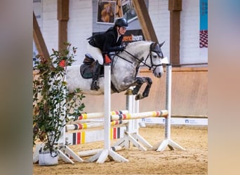 Connemara, Giumenta, 8 Anni, 146 cm, Grigio