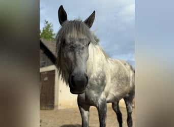 Connemara Mix, Giumenta, 8 Anni, 149 cm, Grigio pezzato