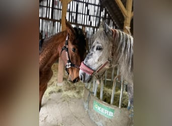 Connemara Mix, Giumenta, 8 Anni, 149 cm, Grigio pezzato