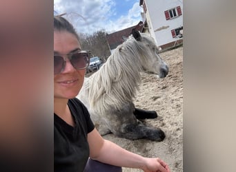 Connemara Mix, Giumenta, 8 Anni, 149 cm, Grigio pezzato