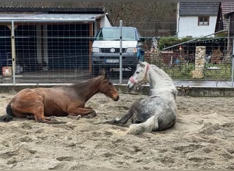 Connemara Mix, Giumenta, 8 Anni, 149 cm, Grigio pezzato