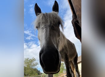 Connemara Mix, Giumenta, 8 Anni, 149 cm, Grigio pezzato