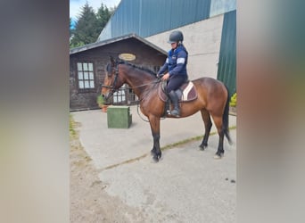 Connemara, Giumenta, 8 Anni, 152 cm, Baio ciliegia