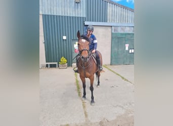 Connemara, Giumenta, 8 Anni, 152 cm, Baio ciliegia