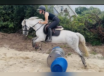 Connemara, Giumenta, 9 Anni, 140 cm, Grigio