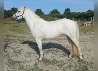 Connemara, Giumenta, 9 Anni, 147 cm, Grigio