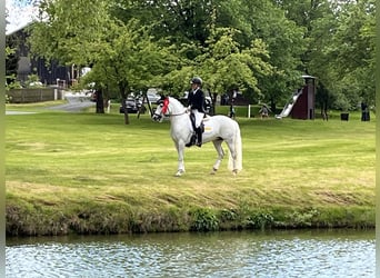 Connemara, Giumenta, 9 Anni, 148 cm, Grigio