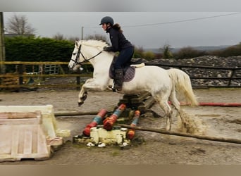 Connemara, Giumenta, 9 Anni, 148 cm, Grigio