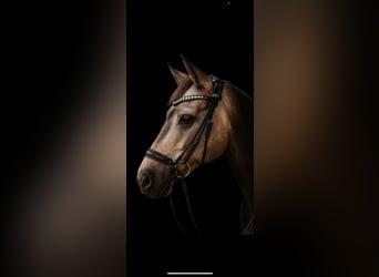 Connemara, Giumenta, 9 Anni, 152 cm, Falbo