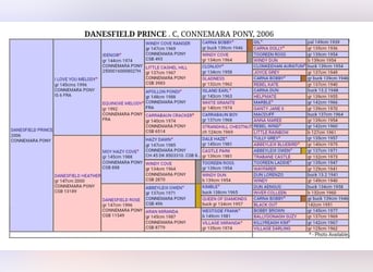 Connemara, Giumenta, Puledri (06/2024), 147 cm, Baio roano