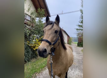 Connemara, Hengst, 10 Jahre, 150 cm, Falbe