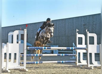 Connemara, Hengst, 16 Jahre, 144 cm, Schimmel