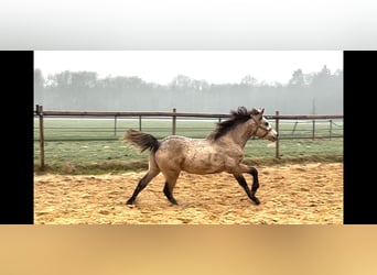 Connemara, Hengst, 1 Jaar, 134 cm, Falbe