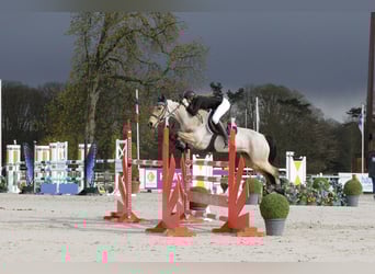 Connemara, Hengst, 1 Jaar, 136 cm, Buckskin