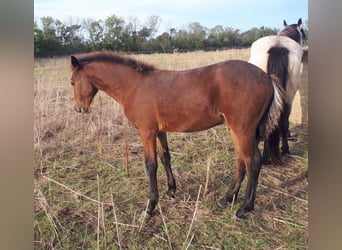 Connemara, Hengst, 1 Jaar, 146 cm, Bruin