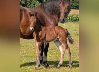 Connemara, Hengst, 1 Jaar, 148 cm, Bruin