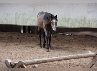 Connemara Mix, Hengst, 1 Jaar, 148 cm, kan schimmel zijn