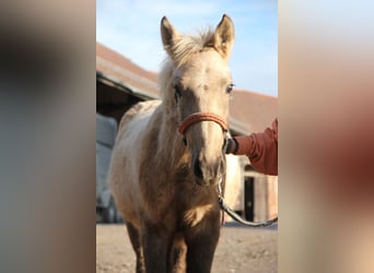 Connemara Mix, Hengst, 1 Jaar, 148 cm, Palomino