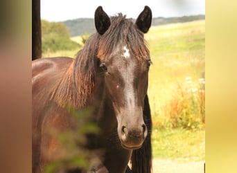 Connemara, Hengst, 1 Jaar, 148 cm, Zwart