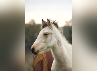 Connemara Mix, Hengst, 1 Jaar, 149 cm, Falbe