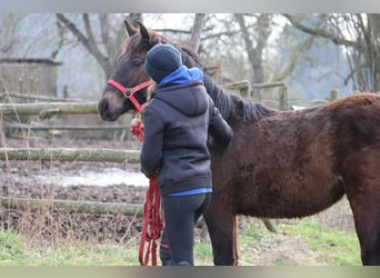 Connemara Mix, Hengst, 1 Jaar, 150 cm, Donkerbruin