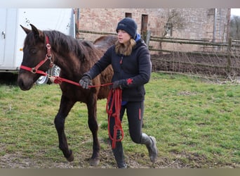 Connemara Mix, Hengst, 1 Jaar, 150 cm, Donkerbruin