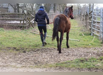 Connemara Mix, Hengst, 1 Jaar, 150 cm, Donkerbruin