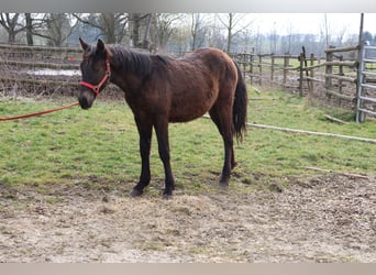 Connemara Mix, Hengst, 1 Jaar, 150 cm, Donkerbruin