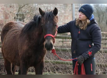 Connemara Mix, Hengst, 1 Jaar, 150 cm, Donkerbruin