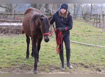 Connemara Mix, Hengst, 1 Jaar, 150 cm, Donkerbruin