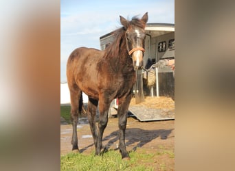 Connemara Mix, Hengst, 1 Jaar, 158 cm, Falbe