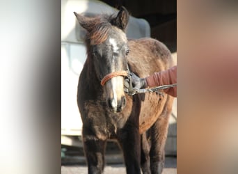 Connemara Mix, Hengst, 1 Jaar, 158 cm, Falbe