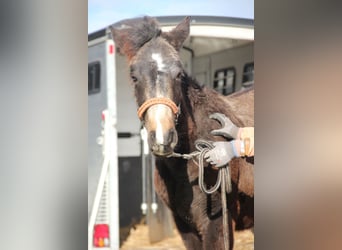 Connemara Mix, Hengst, 1 Jaar, 158 cm, Falbe